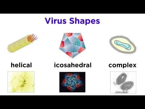 Introduction to Virology and Viral Classification