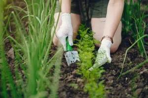 Basics of Horticulture