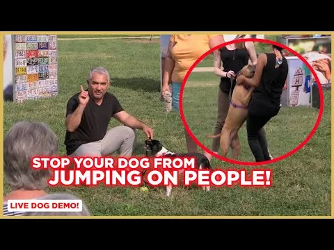 How To Stop Your Dog from Jumping on People w& Cesar Millan!