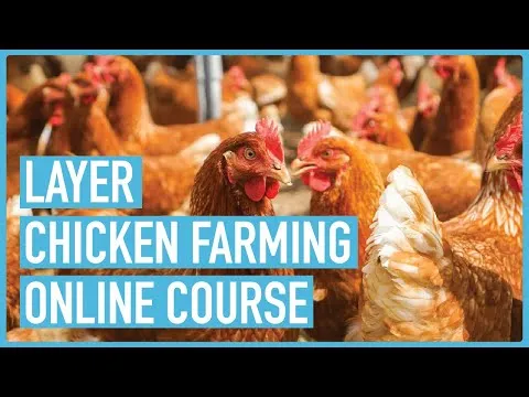 The Ultimate Guide to Successful Layers Chicken Farming - Course Introduction and Outline