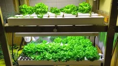 Build Your Own Home Hydroponic Farm