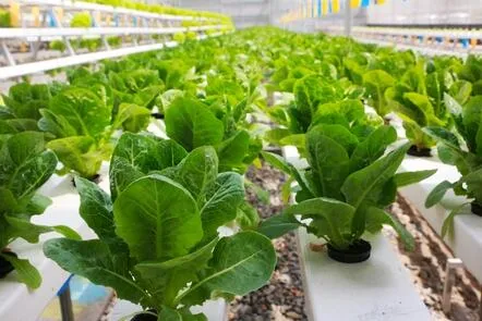 Agriculture: Smart Food Urban Farming