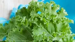 Kale Farming Fundamentals for Beginners