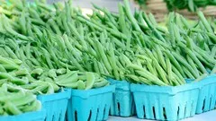 French Beans Cultivation: A Comprehensive Guide