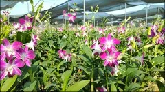 Dendrobium Orchids under Protected Environments