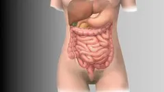 All about the Digestive System and your Health