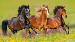 Horses 101 - Horse Colors Breeds & Disciplines