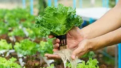 हाइड्रोपोनिक्स पर पूरा कोर्स -Complete course on Hydroponics