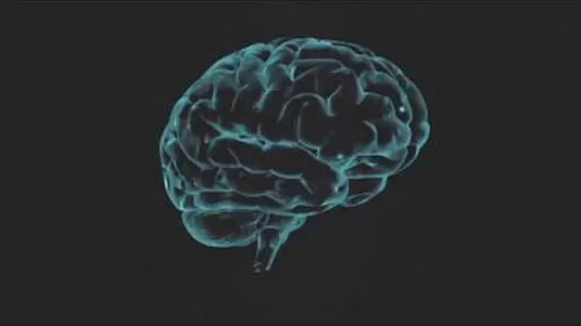 Simulation Neuroscience