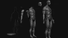 Sculpting a Male Anatomy Figure in ZBrushCore (Crash Course)