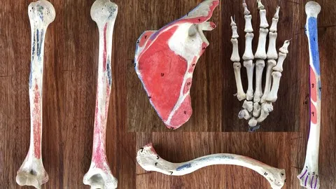 Human Anatomy - Osteology: Upper Limb