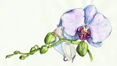 Watercolor realistic orchid painting: step by step workshop