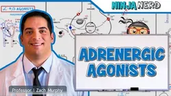 Autonomic Pharmacology Adrenergic Agonists