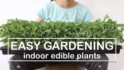 Easy Gardening: Indoor Edible Plants