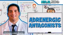 Autonomic Pharmacology Adrenergic Antagonists