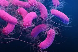 Challenges in Antibiotic Resistance: Non-Fermenting Gram Negative Bacteria